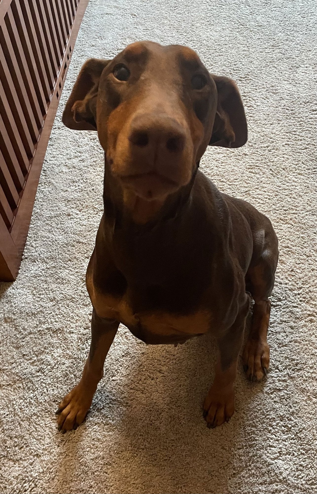 JEAN - Doberman Pinscher available for adoption