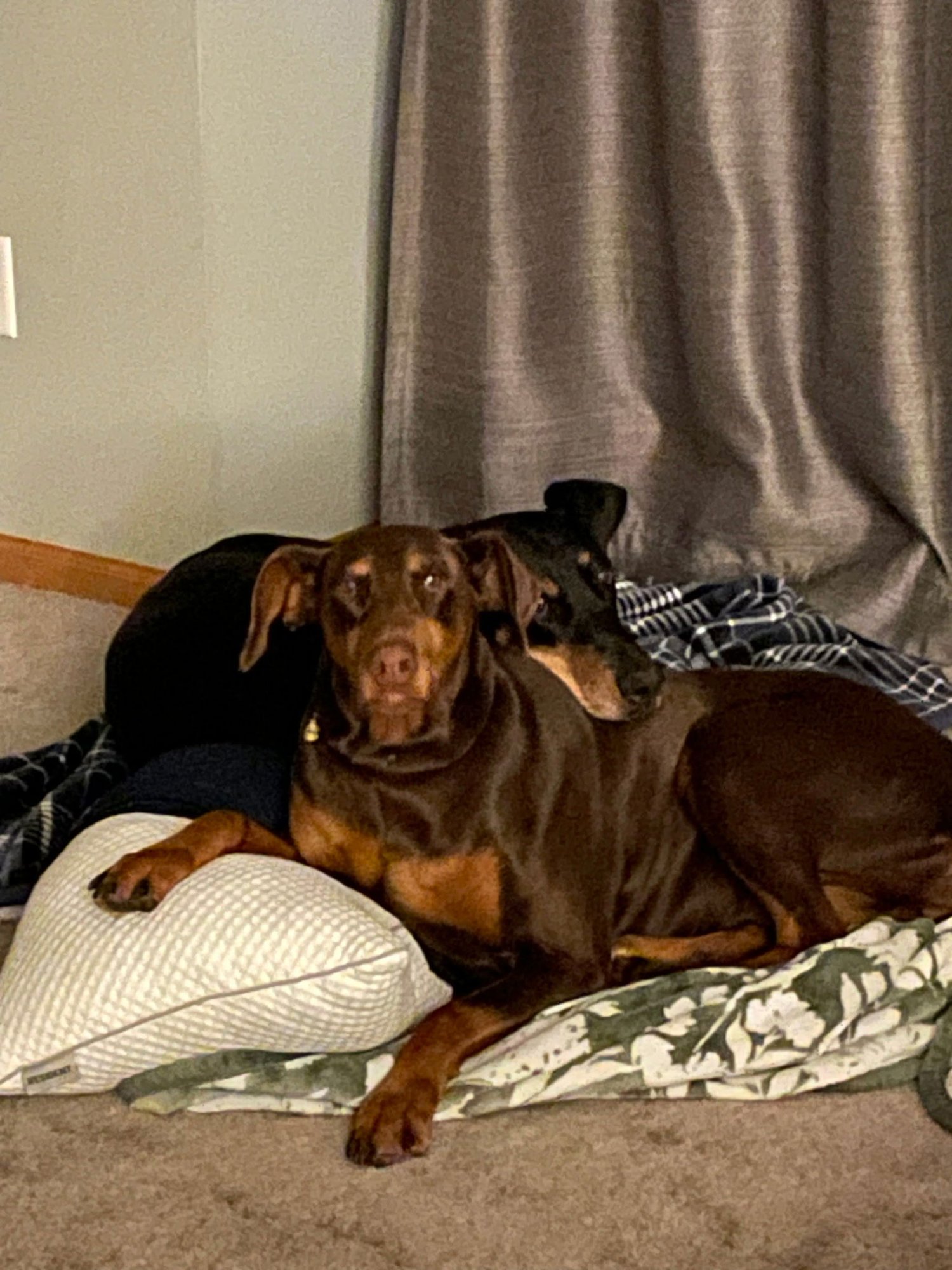 JEAN - Doberman Pinscher available for adoption