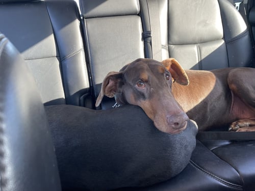 JEAN - Doberman Pinscher for adoption in Minneapolis