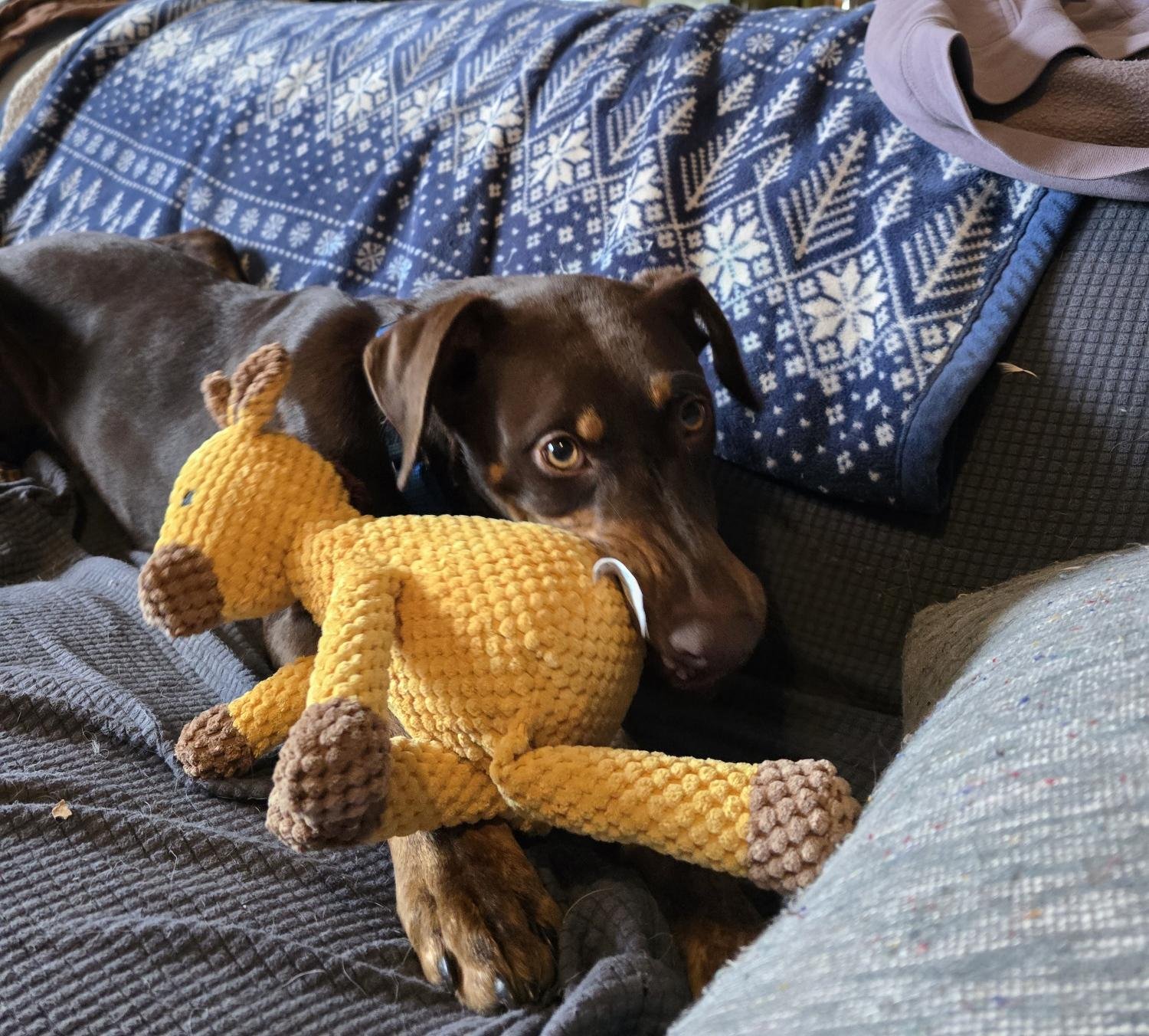 LENA - Doberman Pinscher available for adoption