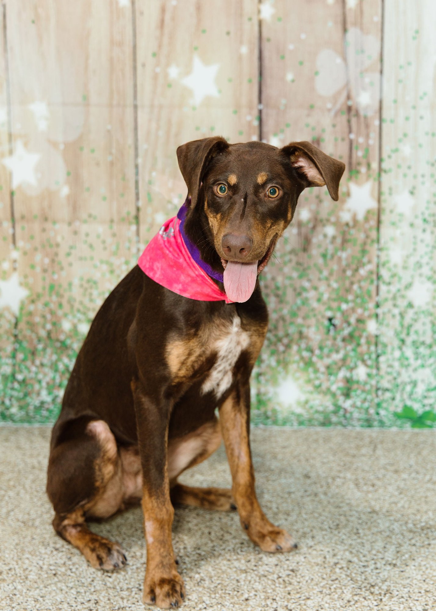 LENA - Doberman Pinscher available for adoption