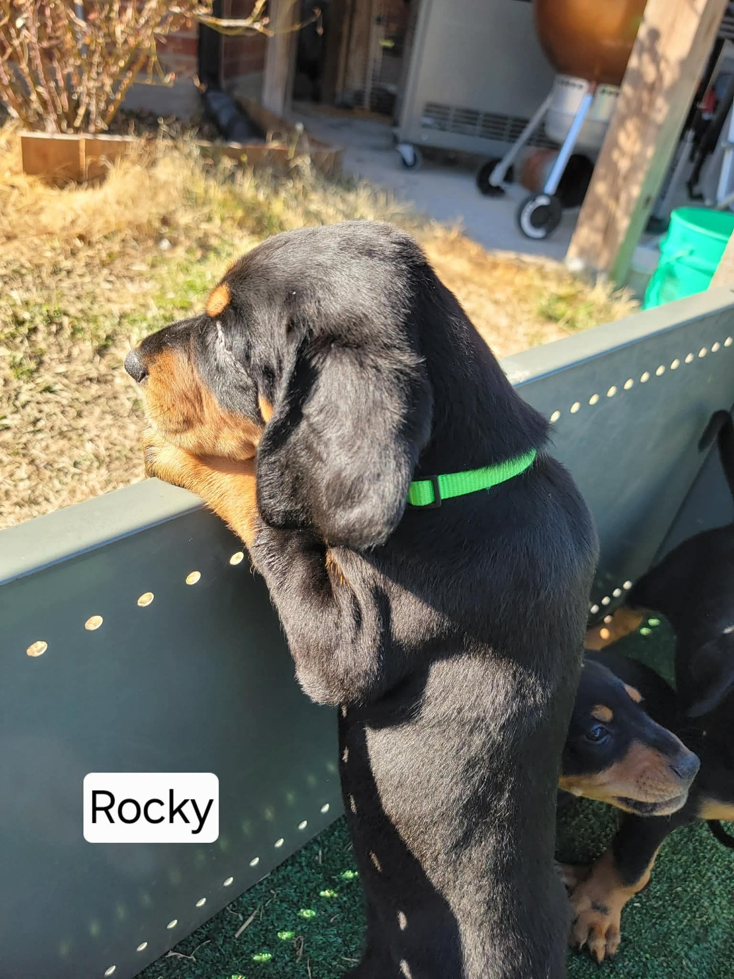 ROCKY - Doberman Pinscher / Bluetick Coonhound available for adoption