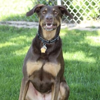 Whiskey - Forever Foster - Photo 3