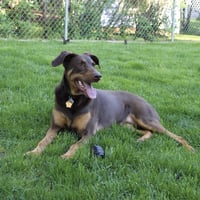 Whiskey - Forever Foster - Photo 7