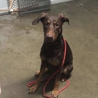 Whiskey - Forever Foster - Photo 13