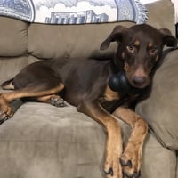 Whiskey - Forever Foster - Photo 11