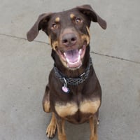 Whiskey - Forever Foster - Photo 2