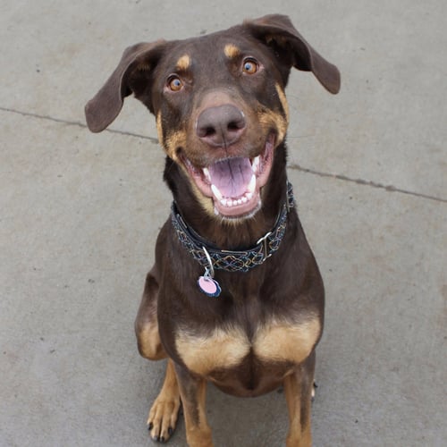 WHISKEY - FOREVER FOSTER - Doberman Pinscher available for adoption