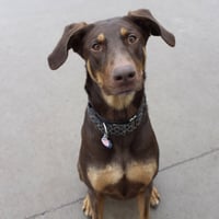 Whiskey - Forever Foster - Photo 5