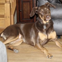 Whiskey - Forever Foster - Photo 6