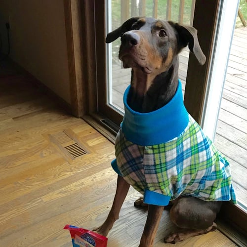 WHISKEY - FOREVER FOSTER - Doberman Pinscher for adoption in Minneapolis