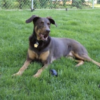 Whiskey - Forever Foster - Photo 4