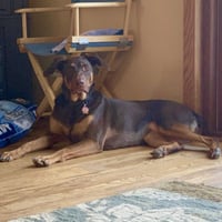 Whiskey - Forever Foster - Photo 8