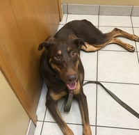 Whiskey - Forever Foster - Photo 12