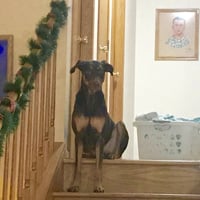 Whiskey - Forever Foster - Photo 10