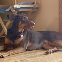 Whiskey - Forever Foster - Photo 9