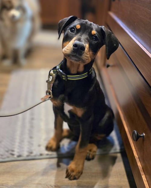 THEO - Doberman Pinscher available for adoption