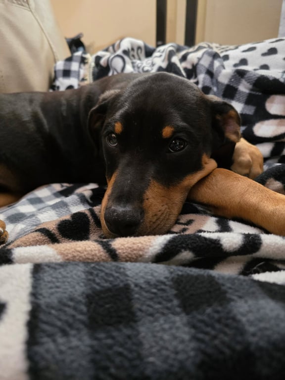 Leo(puppy) Image