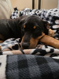 Leo(puppy) - Photo 1