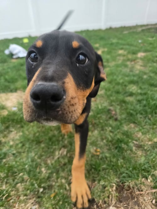 LEO(PUPPY) - Doberman Pinscher available for adoption