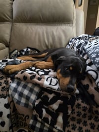 Leo(puppy) - Photo 3