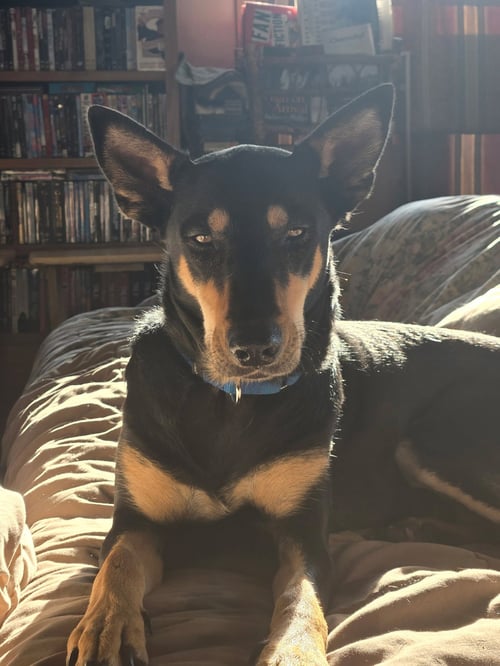 MIMI - Doberman Pinscher for adoption in Minneapolis