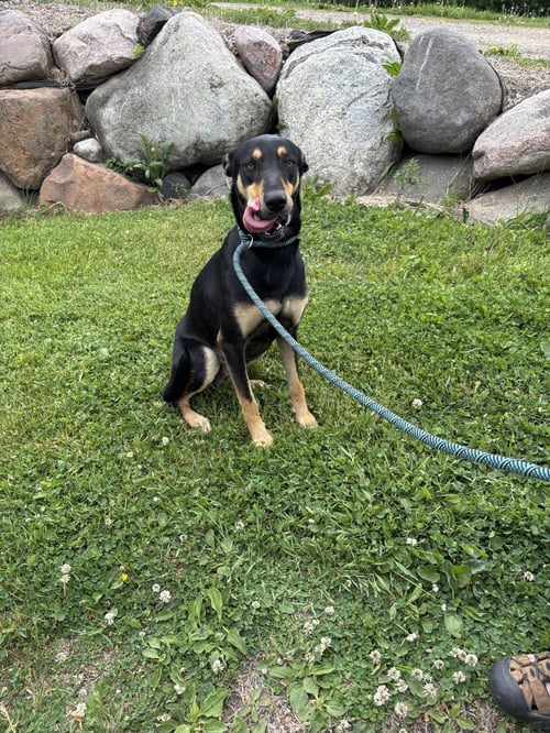MIMI - Doberman Pinscher available for adoption