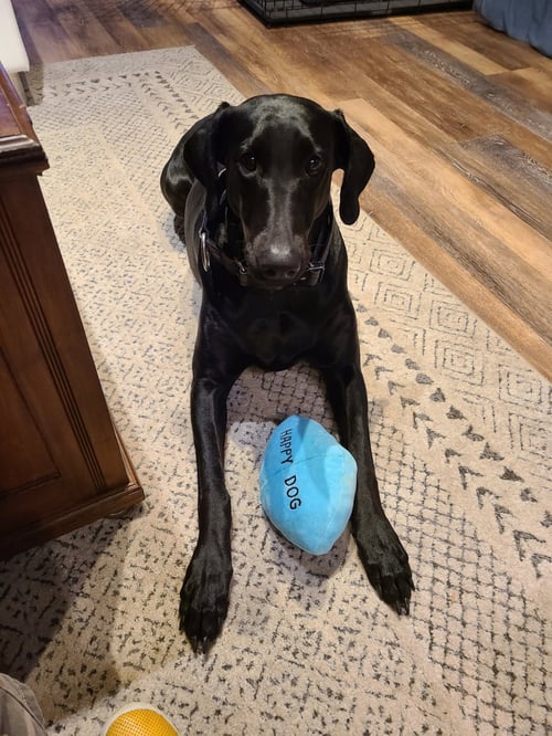 SUGAR - Doberman Pinscher for adoption in Minneapolis