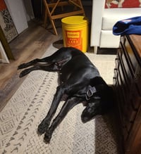 Sugar - Photo 5