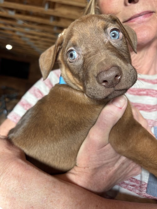 OTIS - Doberman Pinscher / Dutch Shepherd available for adoption