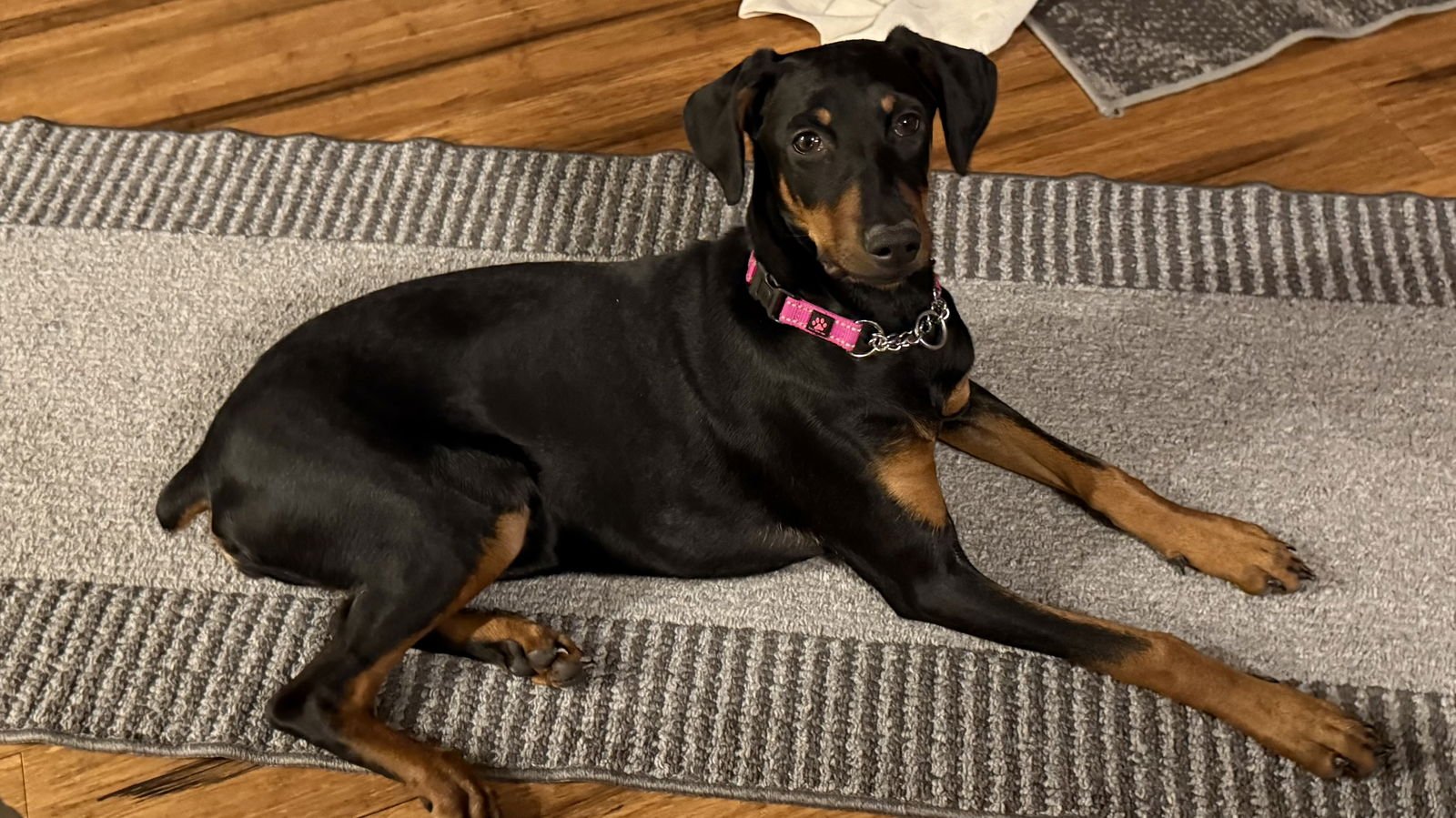 DEEDEE - Doberman Pinscher available for adoption