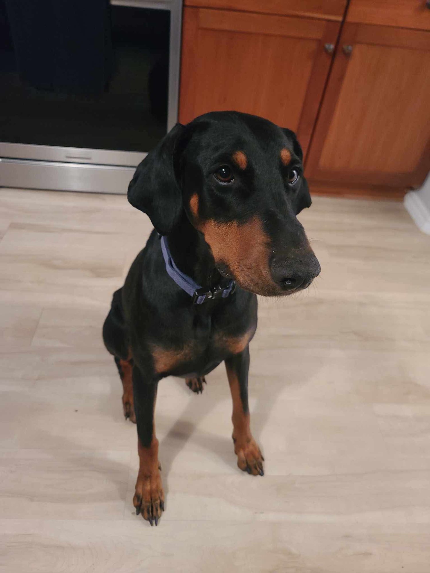 DEEDEE - Doberman Pinscher available for adoption