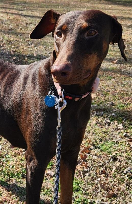 BREE - Doberman Pinscher available for adoption