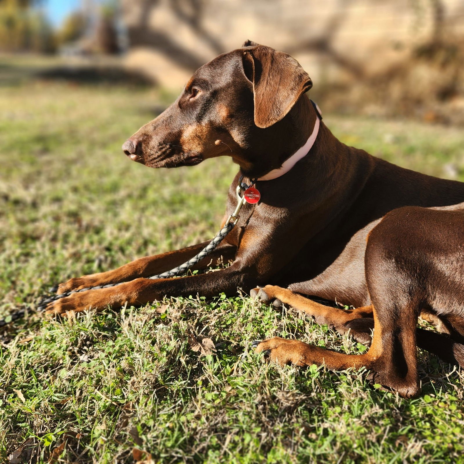 BREE - Doberman Pinscher available for adoption
