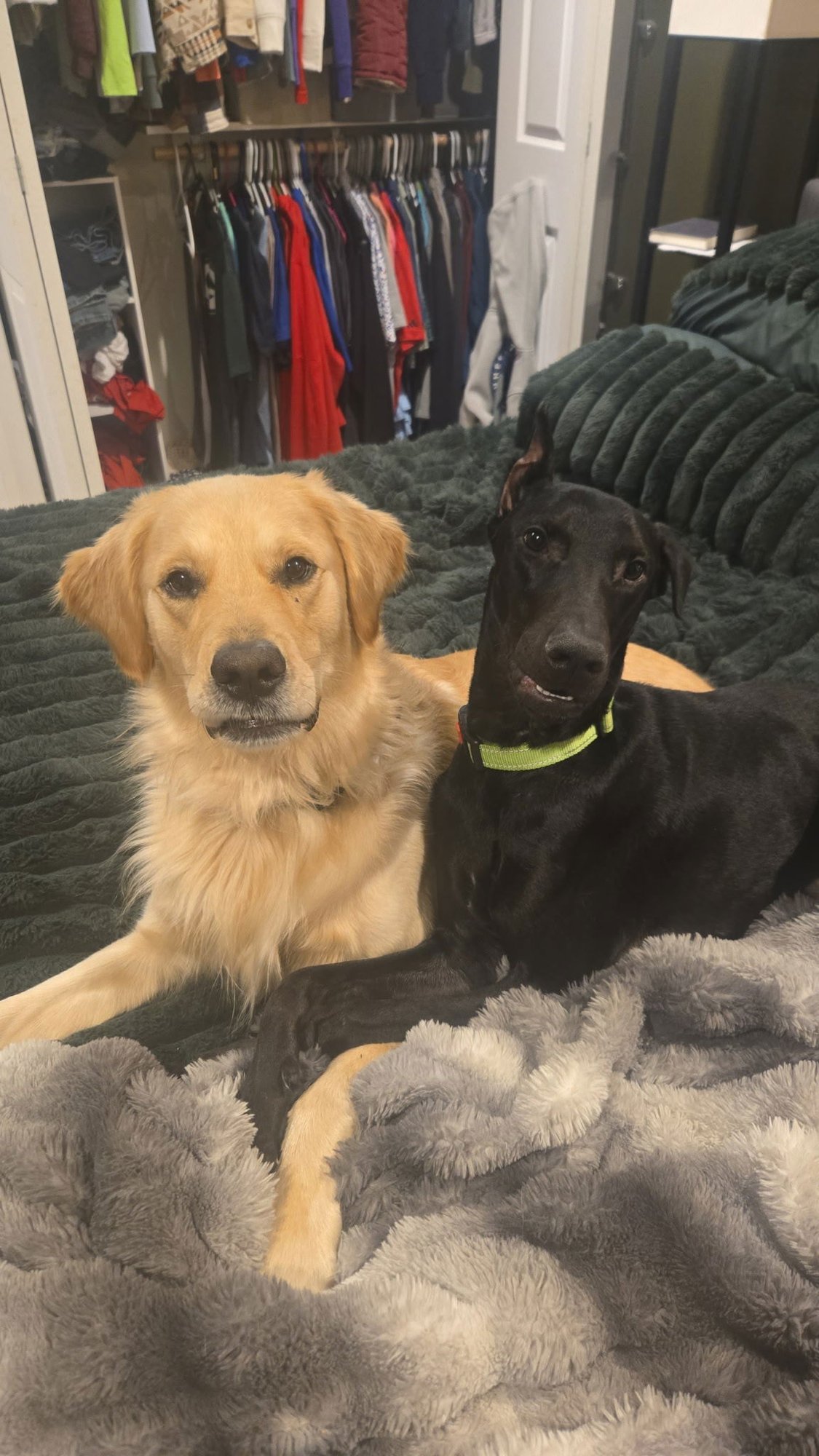 JULIUS - Doberman Pinscher available for adoption