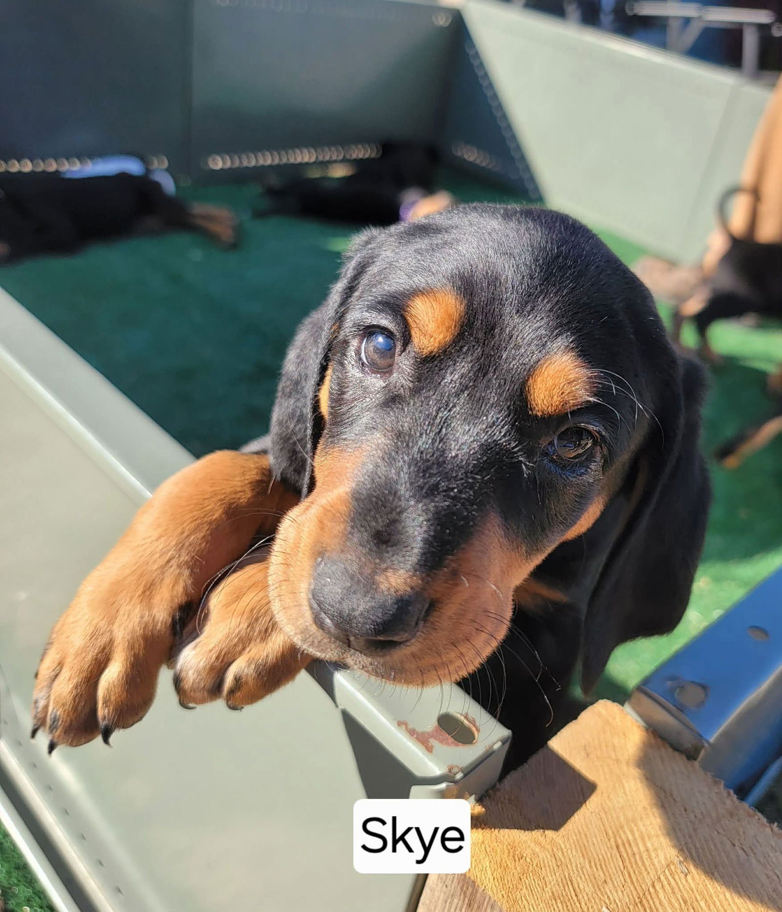 SKYE - Doberman Pinscher / Bluetick Coonhound available for adoption
