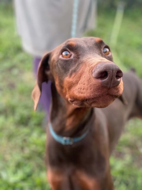 PRINCESS - Doberman Pinscher for adoption in Minneapolis