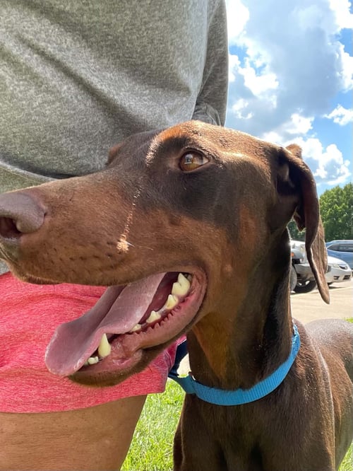 PRINCESS - Doberman Pinscher available for adoption