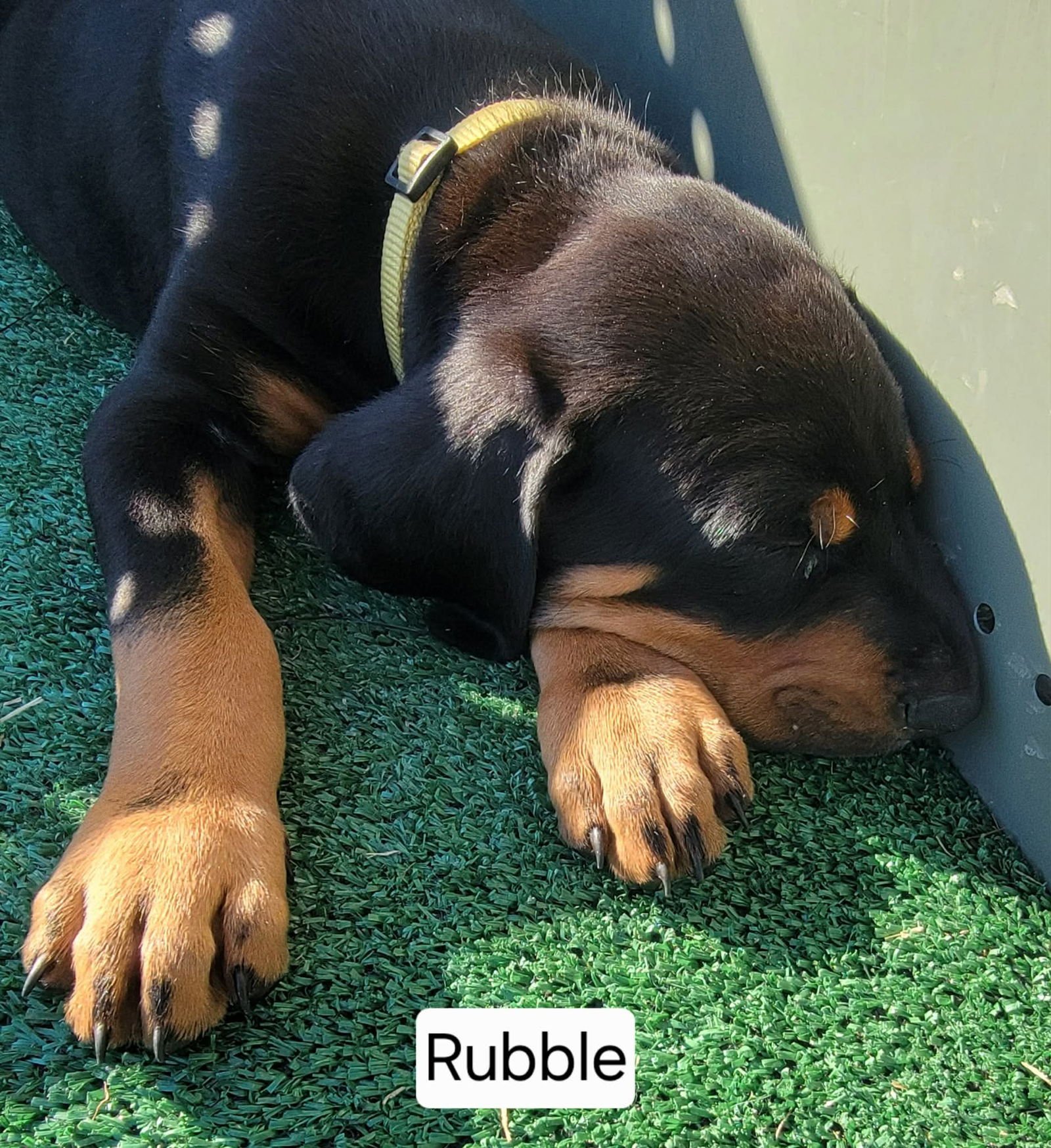 RUBBLE - Doberman Pinscher / Bluetick Coonhound available for adoption