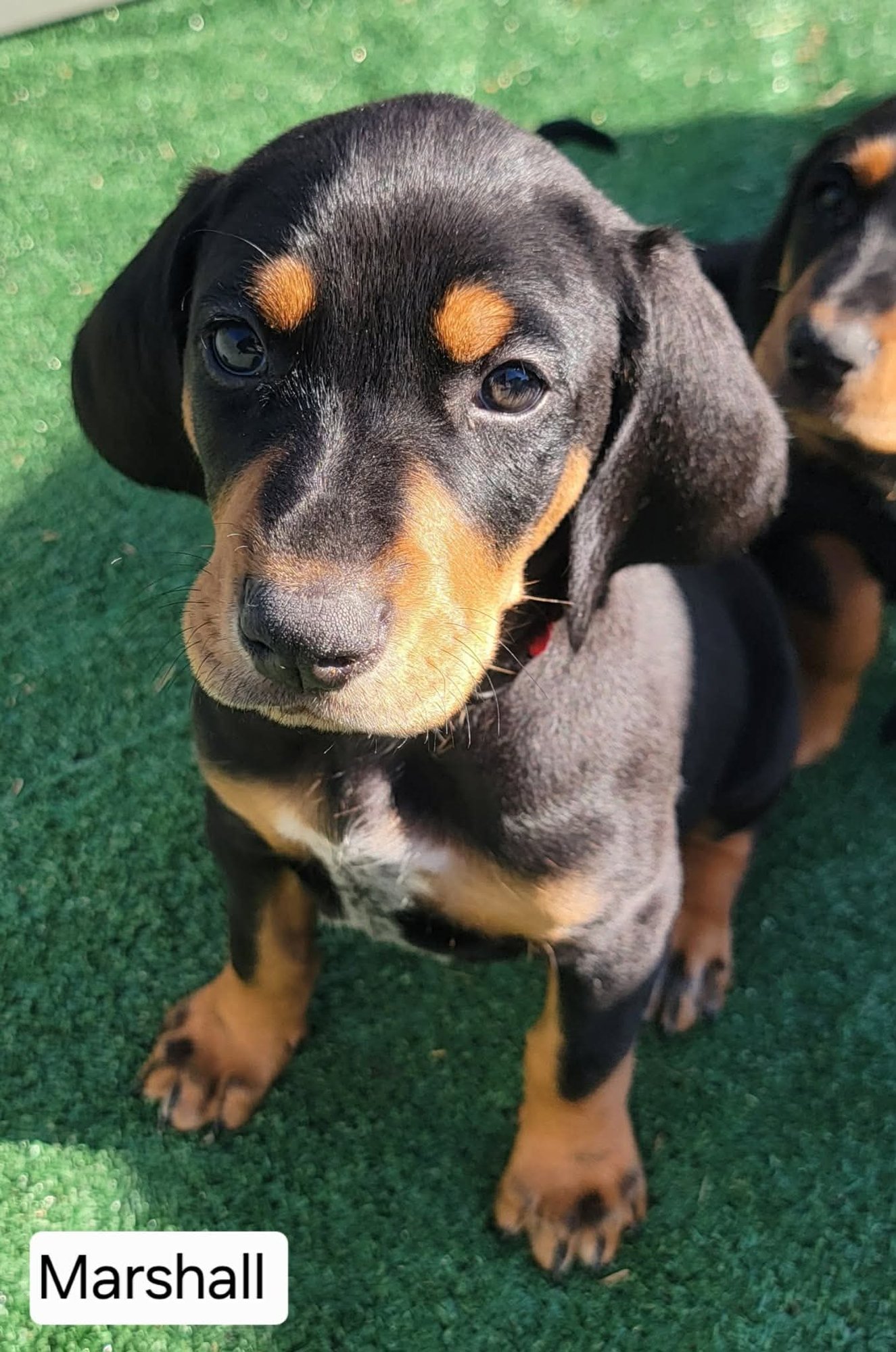 MARSHALL - Doberman Pinscher / Bluetick Coonhound available for adoption