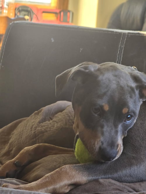APRIL - Doberman Pinscher available for adoption