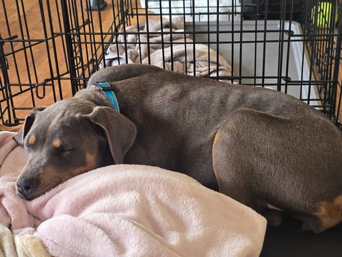 APRIL - Doberman Pinscher available for adoption