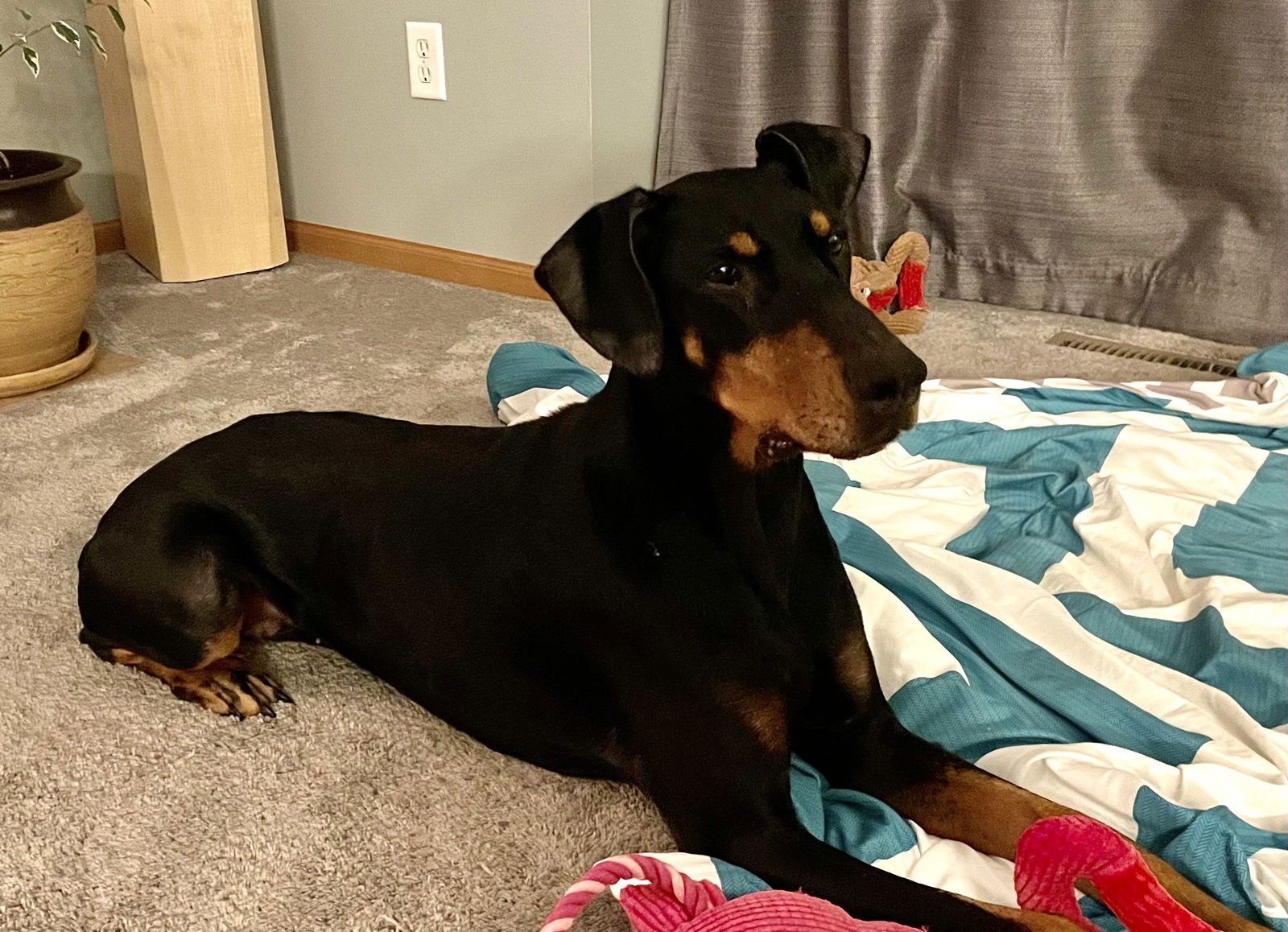 MISTY - Doberman Pinscher available for adoption