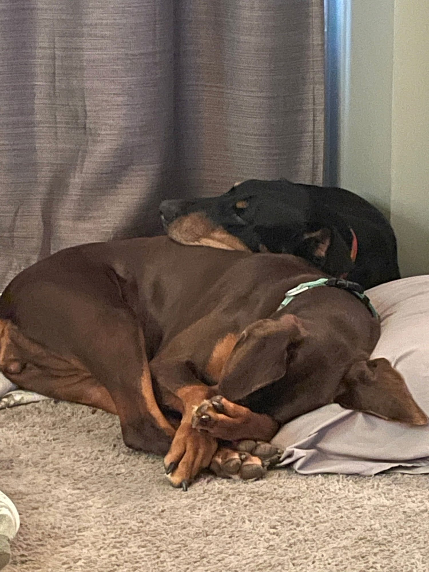 MISTY - Doberman Pinscher available for adoption