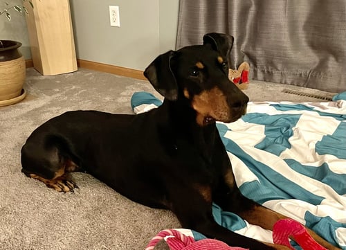 MISTY - Doberman Pinscher for adoption in Minneapolis