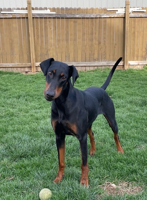 ANNA - Doberman Pinscher for adoption in Minneapolis