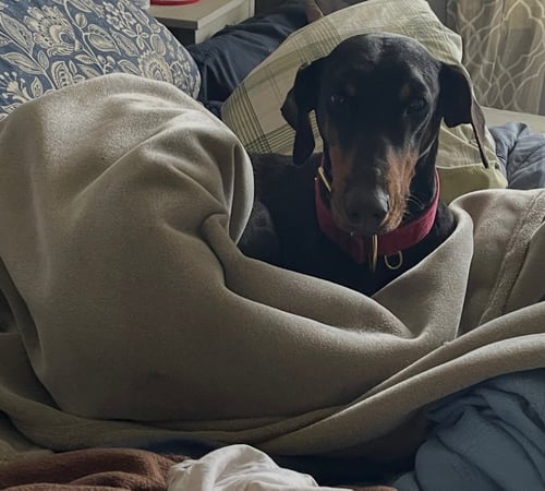 ANNA - Doberman Pinscher available for adoption