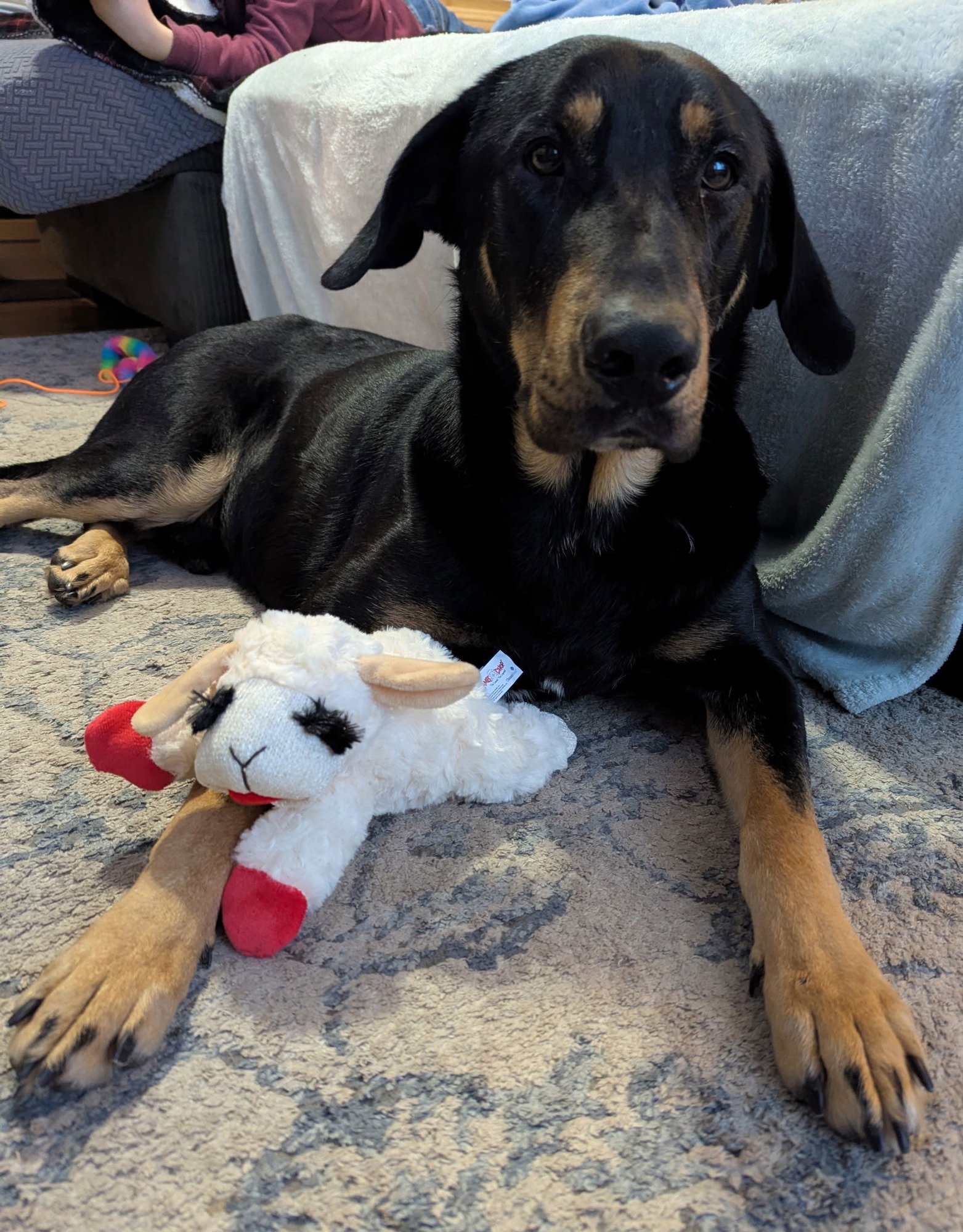 FLANAGAN - Doberman Pinscher available for adoption