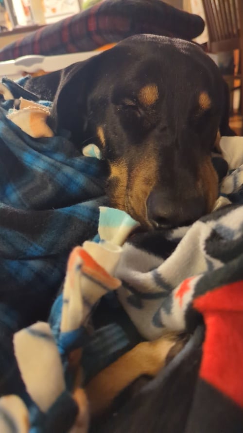 FLANAGAN - Doberman Pinscher available for adoption