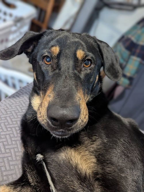 FLANAGAN - Doberman Pinscher for adoption in Minneapolis